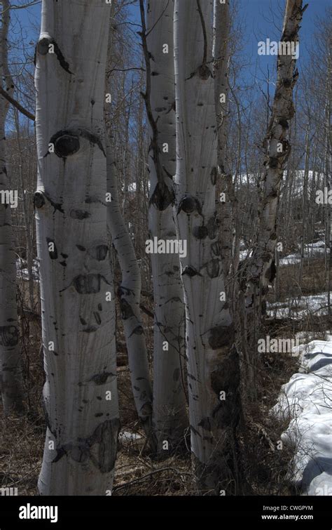 Aspen Trees Snow Hi Res Stock Photography And Images Alamy