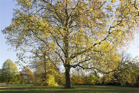 It is a hybrid of the american sycamore and oriental planetree and is particularly well adapted to urban conditions. Free stock photos - Rgbstock -Free stock images | Autumn ...