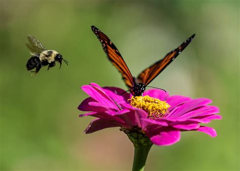 Ag By The Numbers Bees And Butterflies Dekalb County Farm Bureau