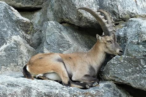 Capricorn Zoo Alpenzoo Innsbruck Austria Horns Mammal Animal