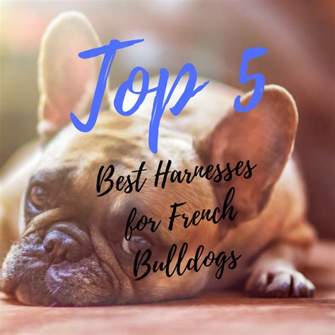 Since choosing the best french bulldog harnesses might sound challenging due to their unique body shape, we've selected 25 picks that will provide safety and that ease your strolls. Top 5 Best Harnesses for French Bulldogs ...