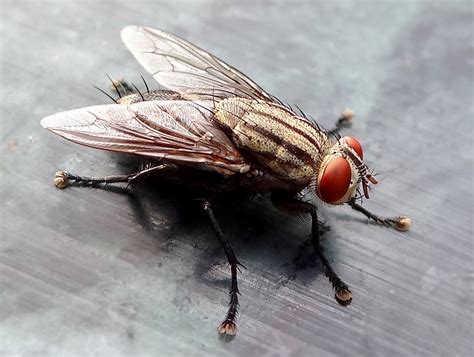 The Fly — Household Pest Or Environmental Hero Scienceline