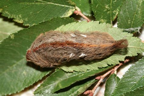 Wig Looking Poisonous Caterpillars Can Inflict Pain Officials Warn