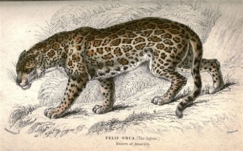 Check spelling or type a new query. Animal - Cat - Jaguar - Natural History of the Feline ...
