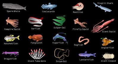 Deep Sea Creatures - by Lexi.J - Mrs. Johnson's Class Research Project