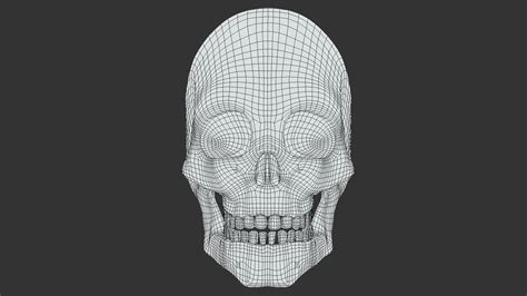 3d Model Low Poly Pbr Anatomical Human Male Skull Vr Ar Low Poly