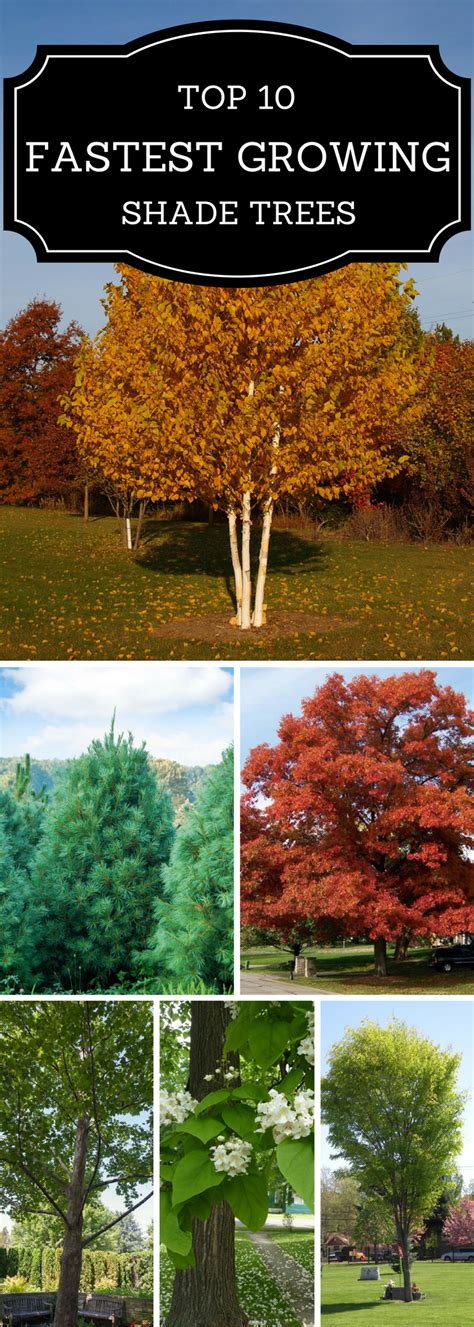 Find the best fast growing shade trees for your yard. Top 10 Fastest Growing Shade Trees | Fast growing shade ...