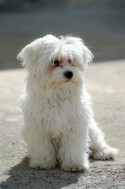 Maltese Dog Breed Health Problems Animal Bliss