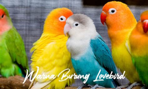 Macam Macam Warna Burung Lovebird Sesuai Jenisnya Embaran Id