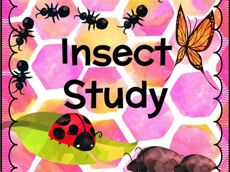 Insect Study Adapted Insect Forms Teaching Resources