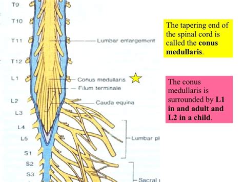 Where Does The Spinal Cord End In The Vertebral Column Slide Share