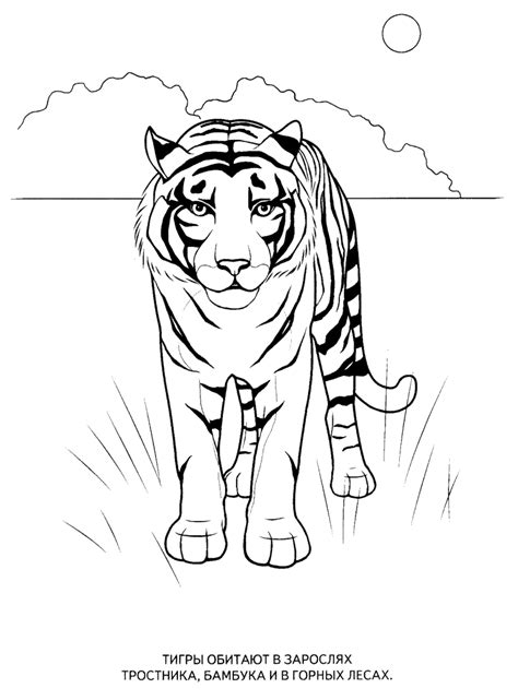 Pin On Printables That Are Free Wild Animals Coloring Pages For Kids