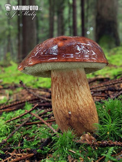 Bay Bolete Mushroom Photos Bay Bolete Images Nature Wildlife Pictures