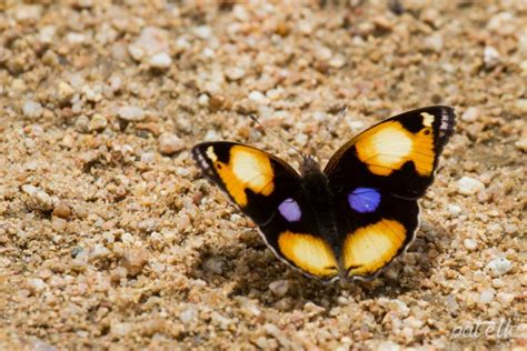 Wildlife Den South African Wildlife Photography Yellow Pansy Butterfly
