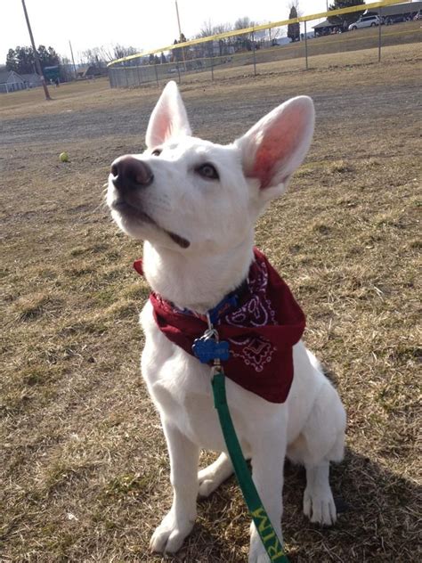 Father german shepherd/sable and mother white/ swedish shepherd, mother. Baxter--white shepherd puppy | German shepherd puppies ...