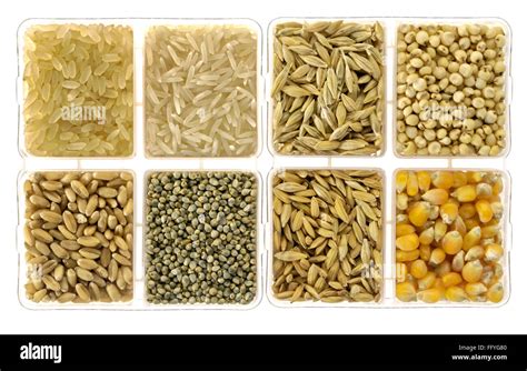 Food Grains Rice Barley Jowar Wheat Bajra Paddy Rice And Corn In Square