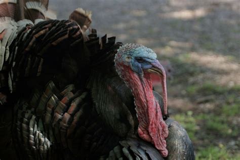 Unlike Turkeys Headed For Thanksgiving Tables Wild Ones Are Vanishing
