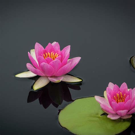 Water Flowers Images Pink Lotus On The Water Wallpapers And Images