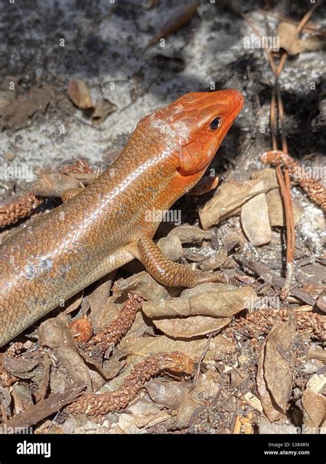 Broad Headed Skink With Red Head During Breeding Season Stock Photo Alamy