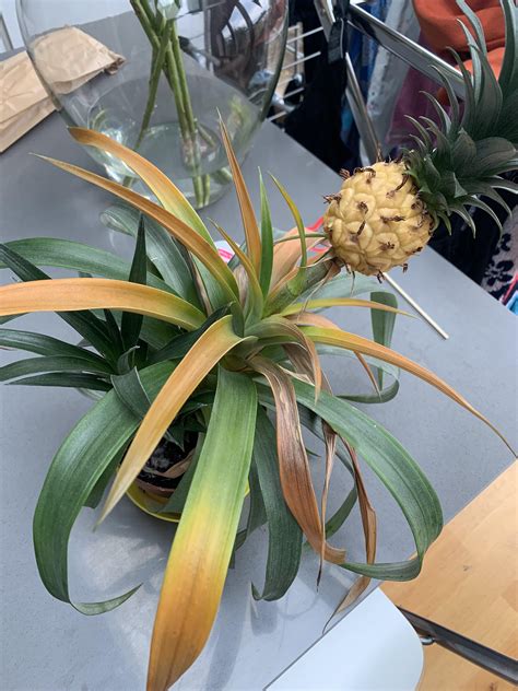 Is This Pineapple Plant Dead And How Do I Take Care Of It Rgardening