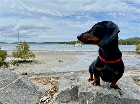 Dog-Friendly Getaway to Port Stephens - Travelnuity
