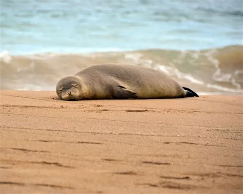 Hawaiian Monk Seal Facts Diet Habitat And Pictures On Animaliabio