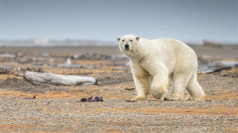 Haunting Video Of Starving Polar Bear Goes Viral Breaks Hearts Wpxi