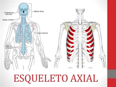 Esqueleto Axial Huesos