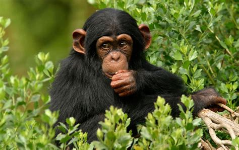 Maymunlar Ne Yer Kişisel Bilgi Blog Sitesi