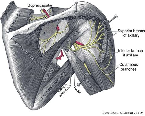 Clinical Anatomy Of The Elbow And Shoulder Reumatología Clínica