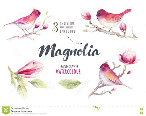Watercolor Painting Magnolia Blossom Flower And Bird