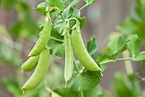Pea (Pisum sativum L.) Domestication - The History of Peas and Humans