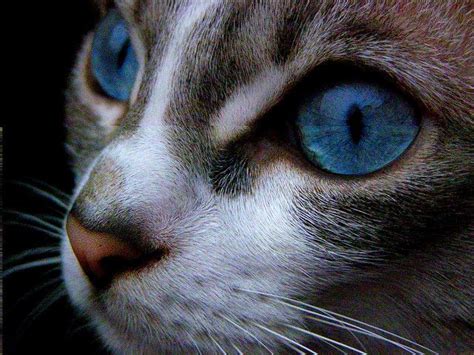 Ojos azules cats are a moderately active cat breed. Ojos Azules Cat (USA) | Purebred cats, Cat breeds, I love cats