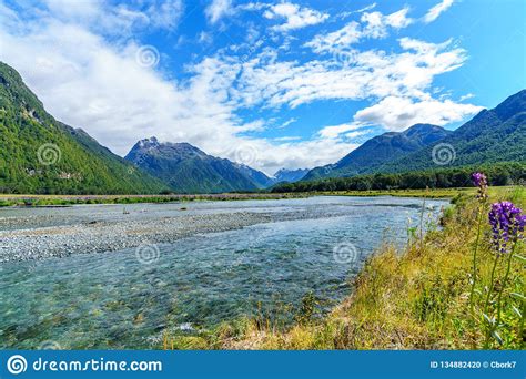 Meadow With Lupins On A River Between Mountains New Zealand 34 Stock
