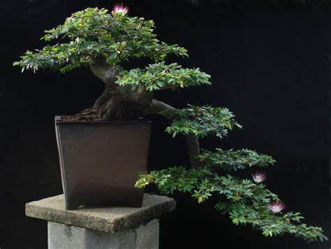 Choosing from the types of bonsai trees. Types of Bonsai Trees | Bonsai Tree Gardener