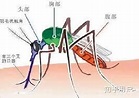 被蚊子咬后最快的消肿方式是什么？ - 知乎
