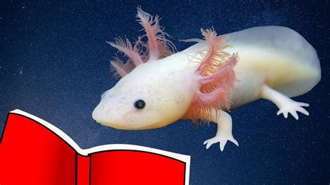 How Do You Take Care Of An Axolotl In Minecraft Mimi Avery
