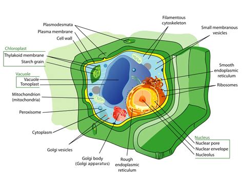 Plant Cell Definition Parts And Functions Biology Dictionary