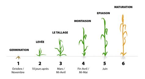 LA CULTURE DU BLÉ Espace Pain Information