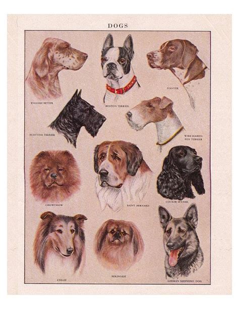 Vintage Printable Dog Breeds A Page From A 1950s Dictionary Digital