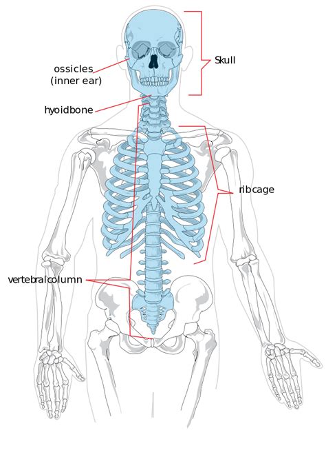 Major Bones Of The Axial Skeleton