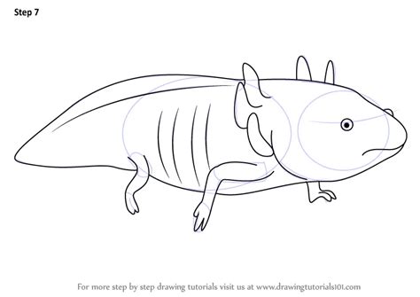 Learn How To Draw A Axolotl Amphibians Step By Step Drawing Tutorials