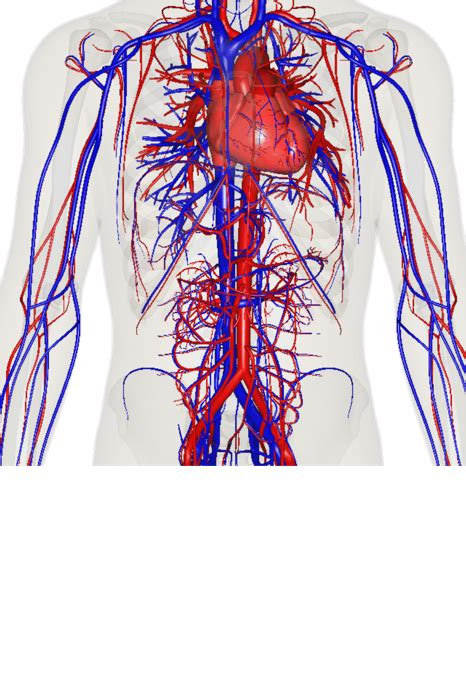 Circulatory System Screen 2 On Flowvella Presentation Software For
