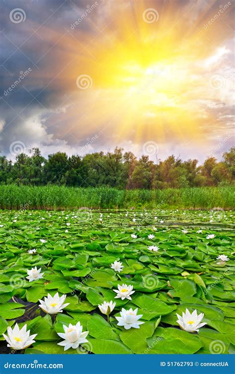 Beautiful Lake With White Lilies Stock Image Image Of Outdoors