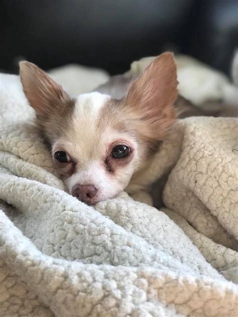Chihuahua Available For Adoption Near Me Cute Puppies For Me