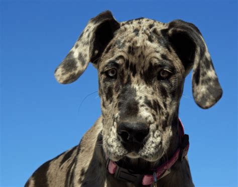 What Makes A Merle Great Dane Double Merle Great Dane