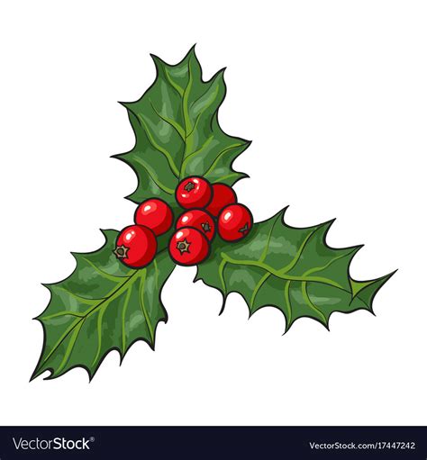 Mistletoe Branch With Leaves And Berries Vector Image