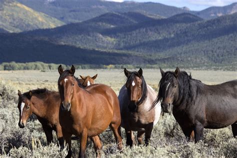 Wild Horses Of San Luis Valley Colorado Smithsonian Photo Contest