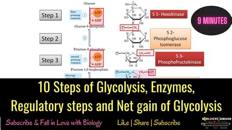 10 Steps Of Glycolysis