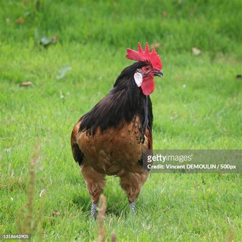 Beautiful Cocks Photos And Premium High Res Pictures Getty Images